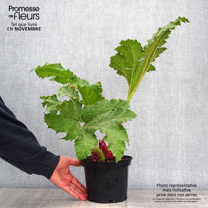 Example of Gunnera manicata - Riesenrhabarber Topf mit 3L/4L as you get in automne