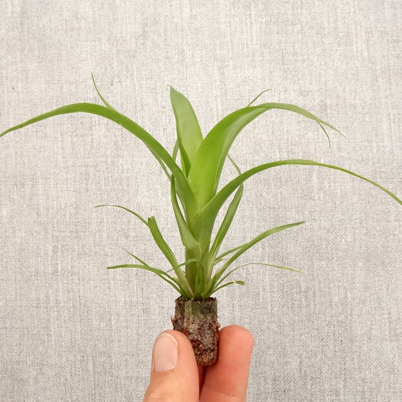 Example of Guzmania Hilda Mini-plante as you get in printemps