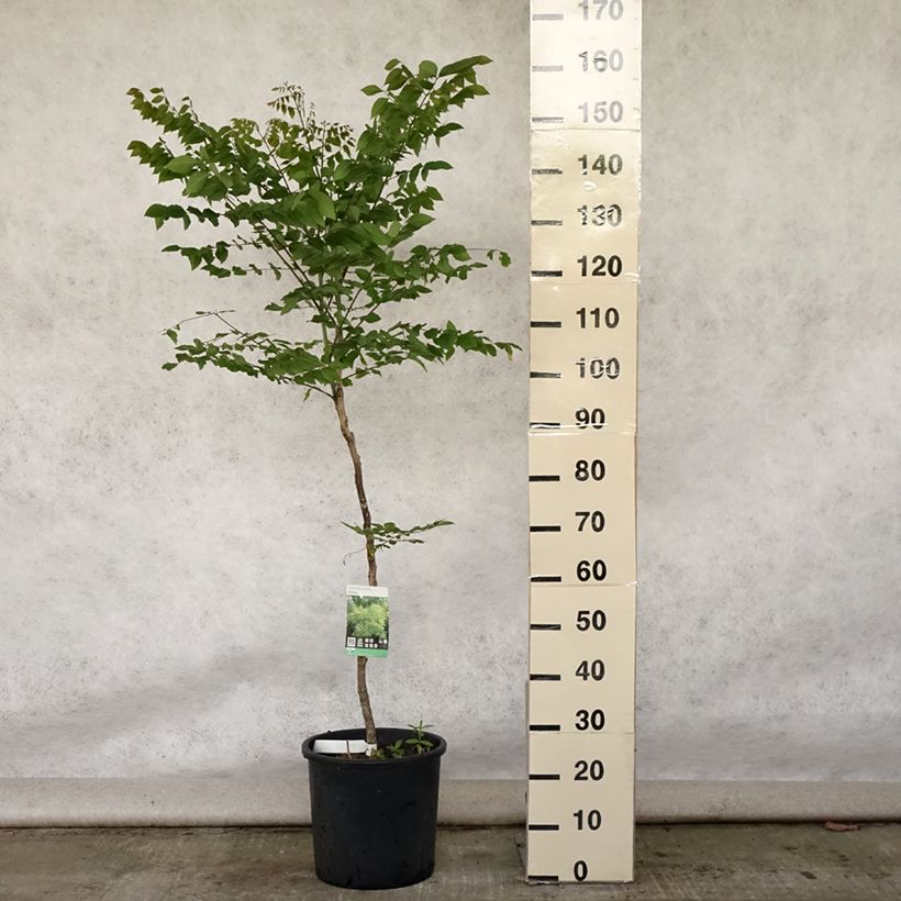 Example of Gymnocladus dioica - Geweihbaum Topf mit 12L/15L as you get in ete