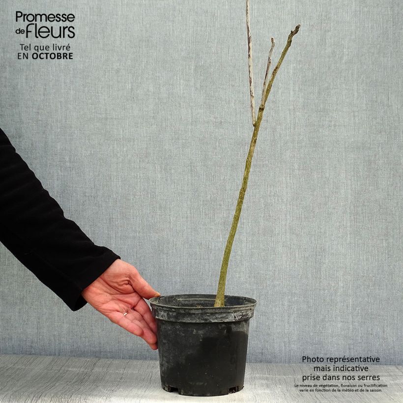 Example of Gymnocladus dioica - Geweihbaum Topf mit 3L/4L as you get in automne