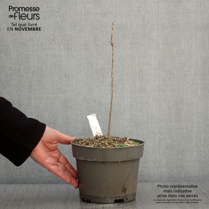 Example of Gymnocladus dioica - Geweihbaum Topf mit 2L/3L as you get in automne