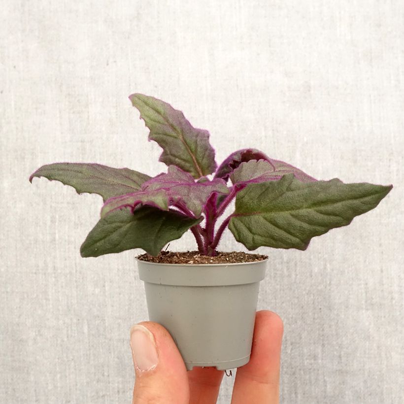 Example of Gynura aurantiaca - Samtpflanze Mini-plante as you get in printemps
