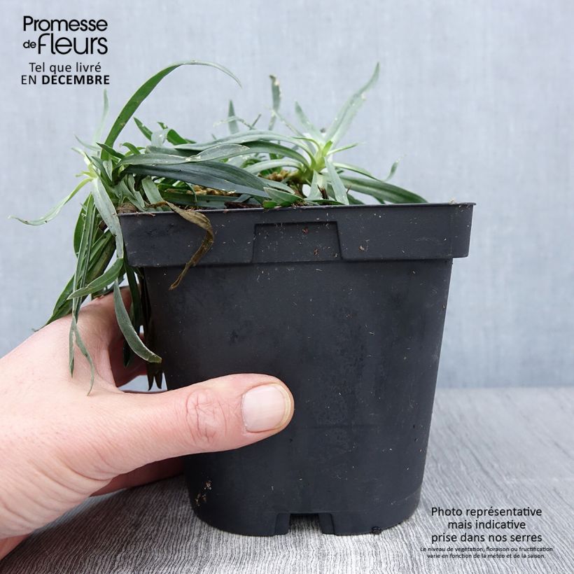 Example of Rispiges Gipskraut Bristol Fairy - Gypsophila paniculata Topf mit 2L/3L as you get in automne