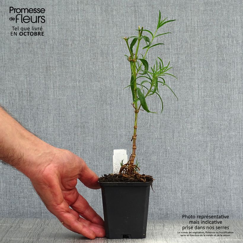 Example of Rispiges Gipskraut Flamingo - Gypsophila paniculata Kleine Töpfe von 8/9 cm as you get in automne