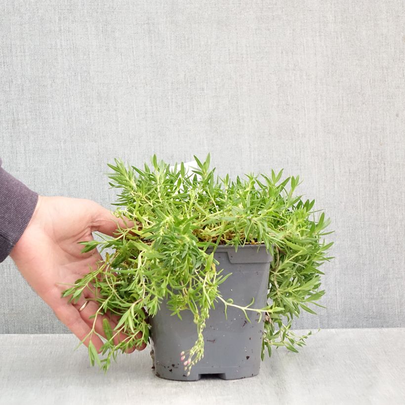 Exemplar von Kriechendes Gipskraut Rosa Schönheit - Gypsophila repens Topf mit 2L/3L wie im Herbst geliefert