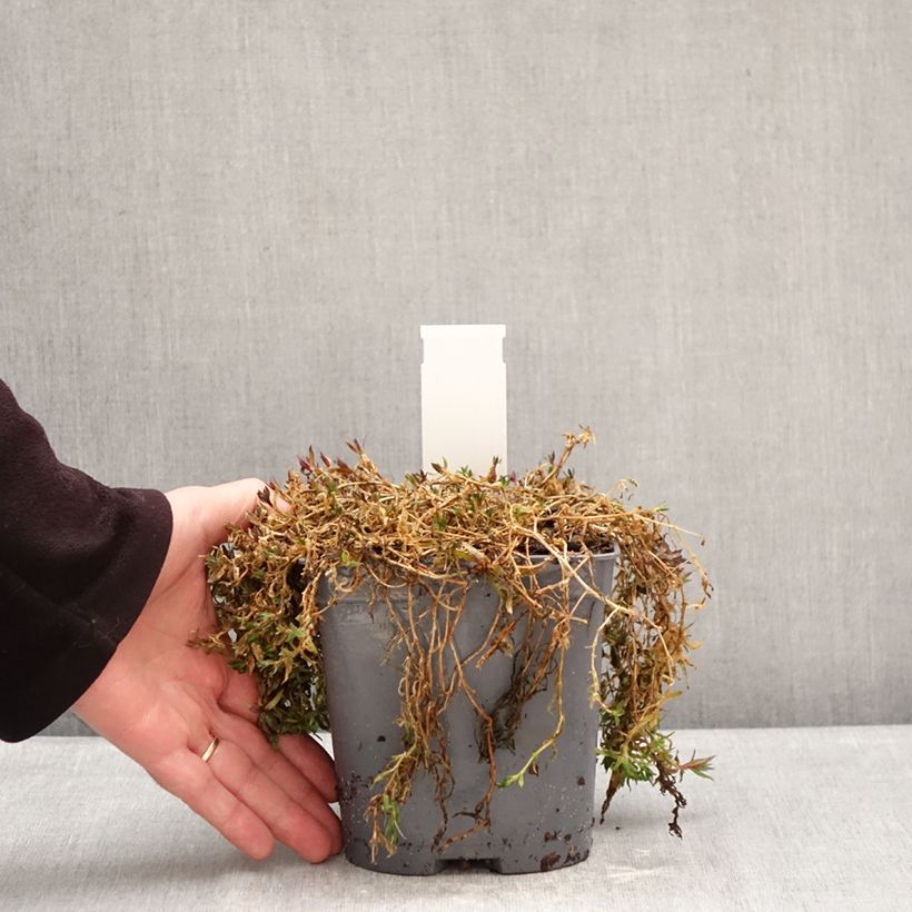 Exemplar von Kriechendes Gipskraut Rosa Schönheit - Gypsophila repens Topf mit 2L/3L wie im Winter geliefert