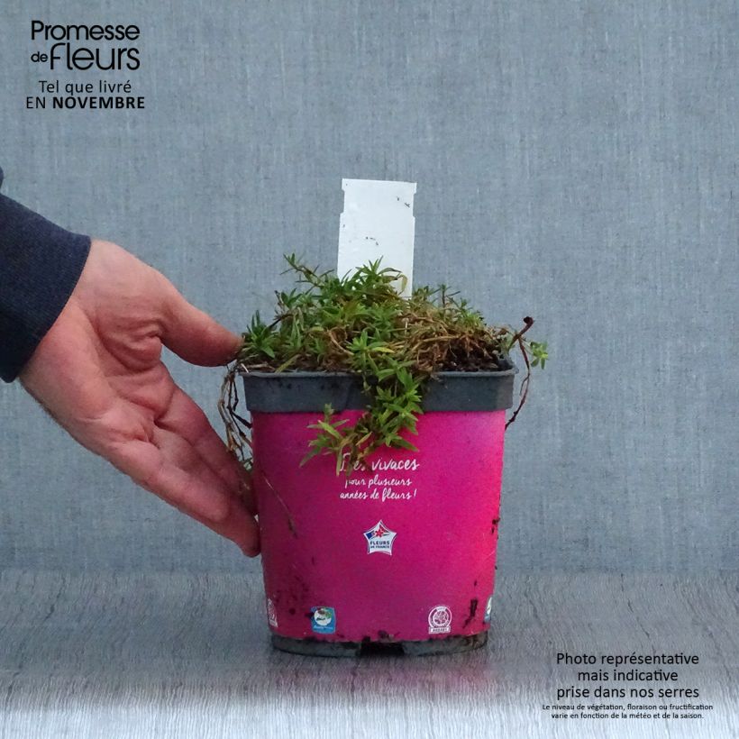 Example of Rispiges Gipskraut Rosenschleier - Gypsophila paniculata Topf mit 2L/3L as you get in automne