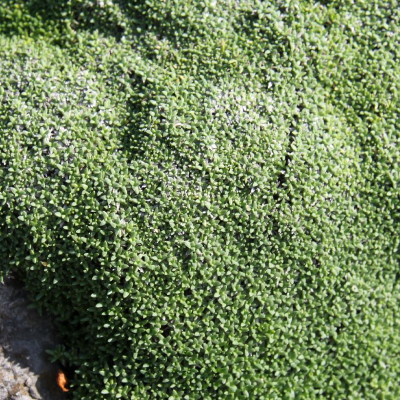 Gipskraut - Gypsophila aretioides (Foliage)