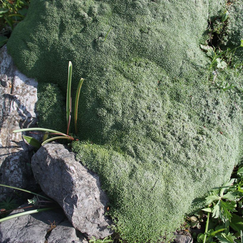 Gipskraut - Gypsophila aretioides (Plant habit)