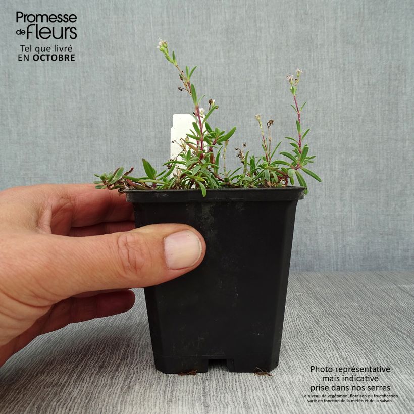 Example of Kriechendes Gipskraut Alba - Gypsophila repens Kleine Töpfe von 8/9 cm as you get in automne