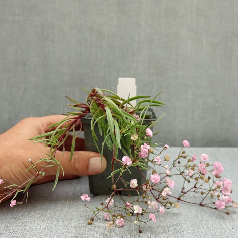 Exemplar von Rispiges Gipskraut Festival Pink - Gypsophila paniculata Kleine Töpfe von 8/9 cm wie im Sommer geliefert