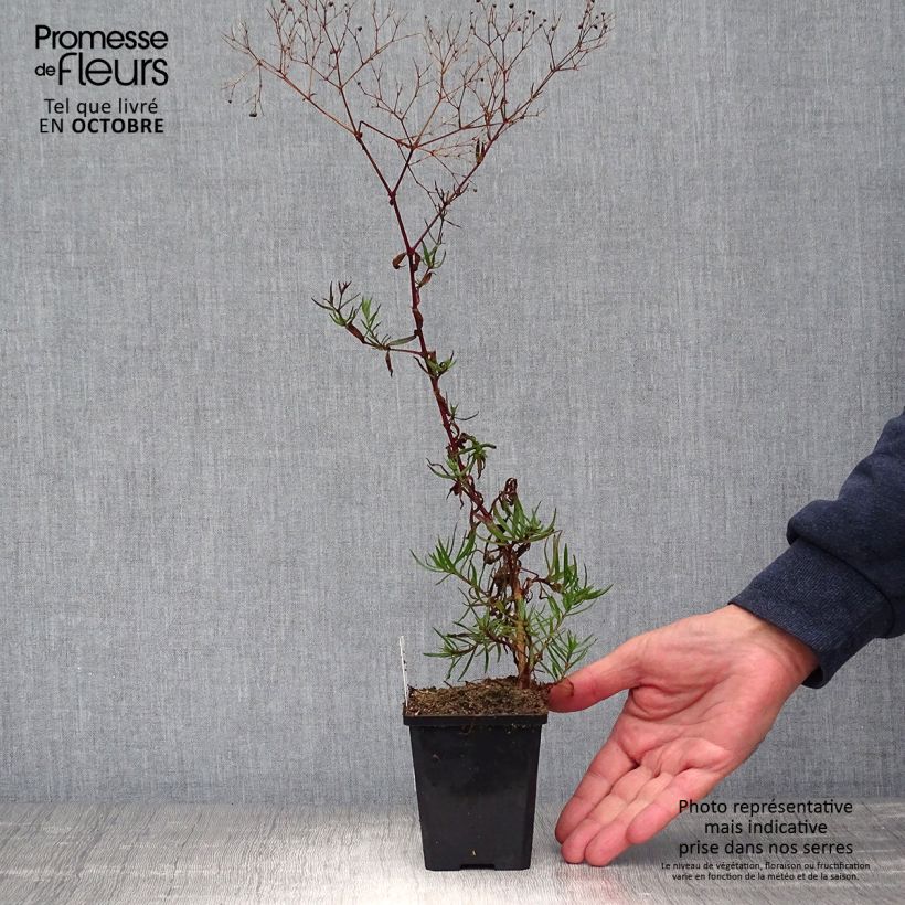 Example of Rispiges Gipskraut Festival Pink - Gypsophila paniculata Kleine Töpfe von 8/9 cm as you get in automne