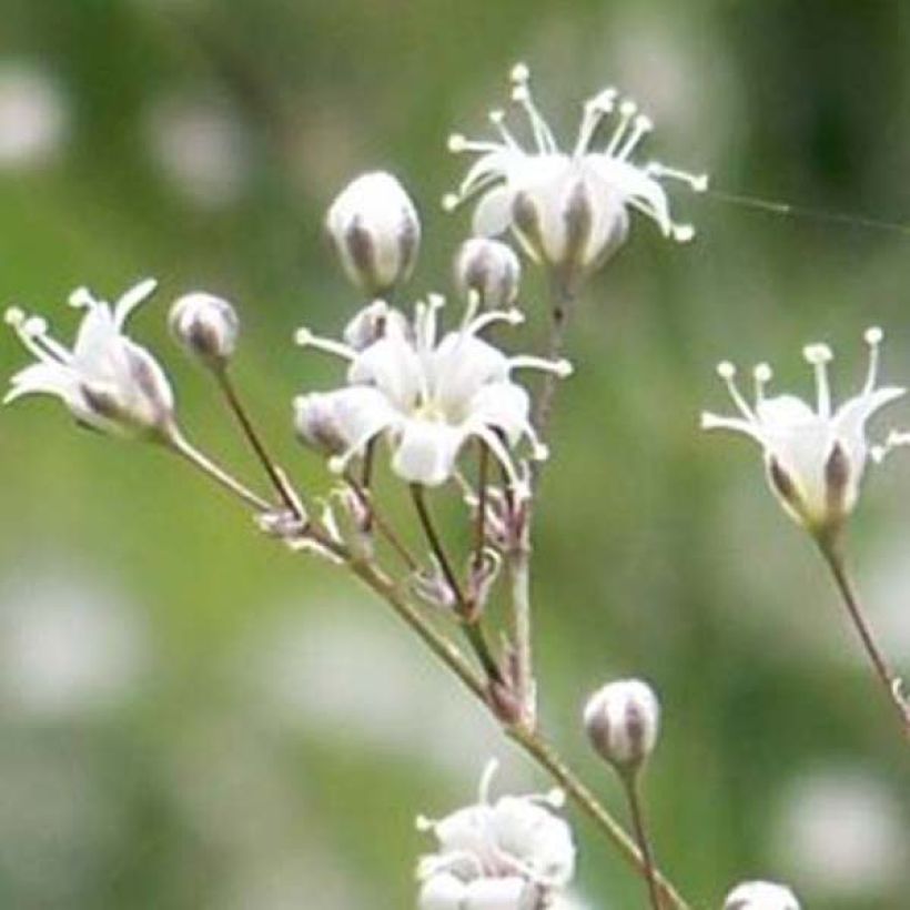 Rispiges Gipskraut White Festival - Gypsophila paniculata (Flowering)