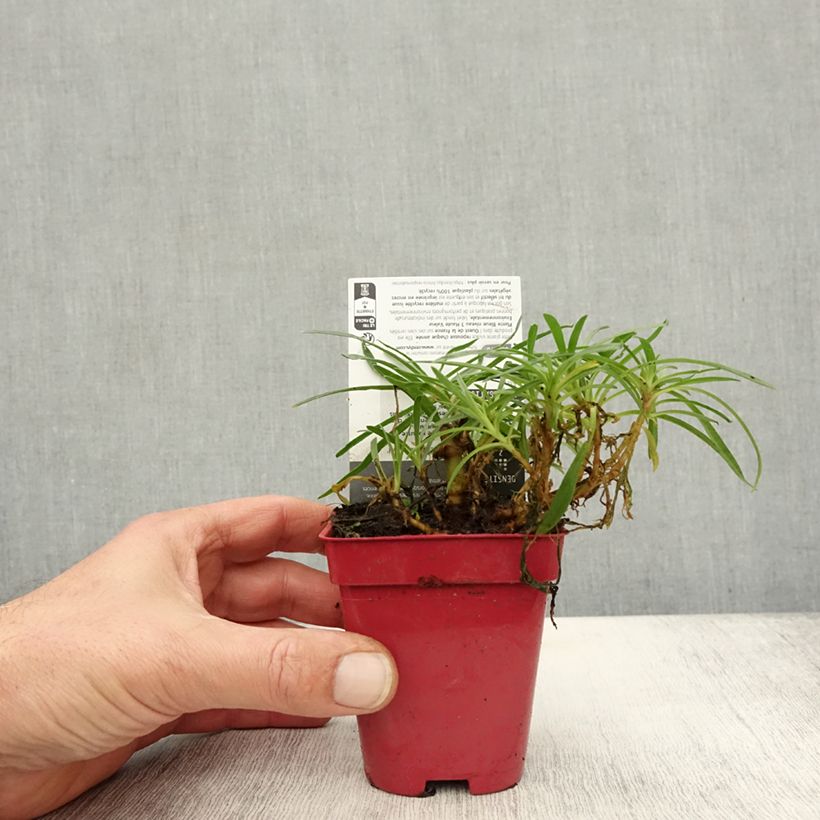 Example of Rispiges Gipskraut White Festival - Gypsophila paniculata Kleine Töpfe von 8/9 cm as you get in automne