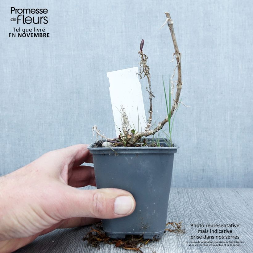 Example of Großblütiges Schleierkraut - Gypsophila pacifica Kleine Töpfe von 8/9 cm as you get in automne