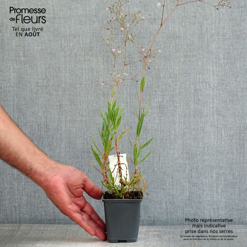 Exemplar von Großblütiges Schleierkraut - Gypsophila pacifica Kleine Töpfe von 8/9 cm wie im Sommer geliefert