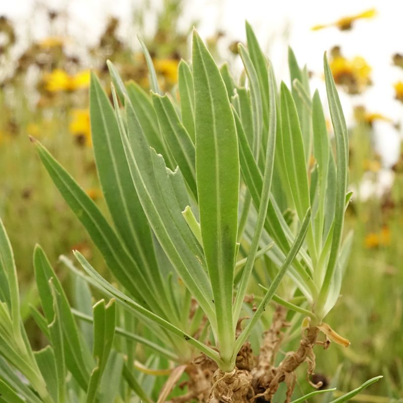 Großblütiges Schleierkraut - Gypsophila pacifica (Foliage)