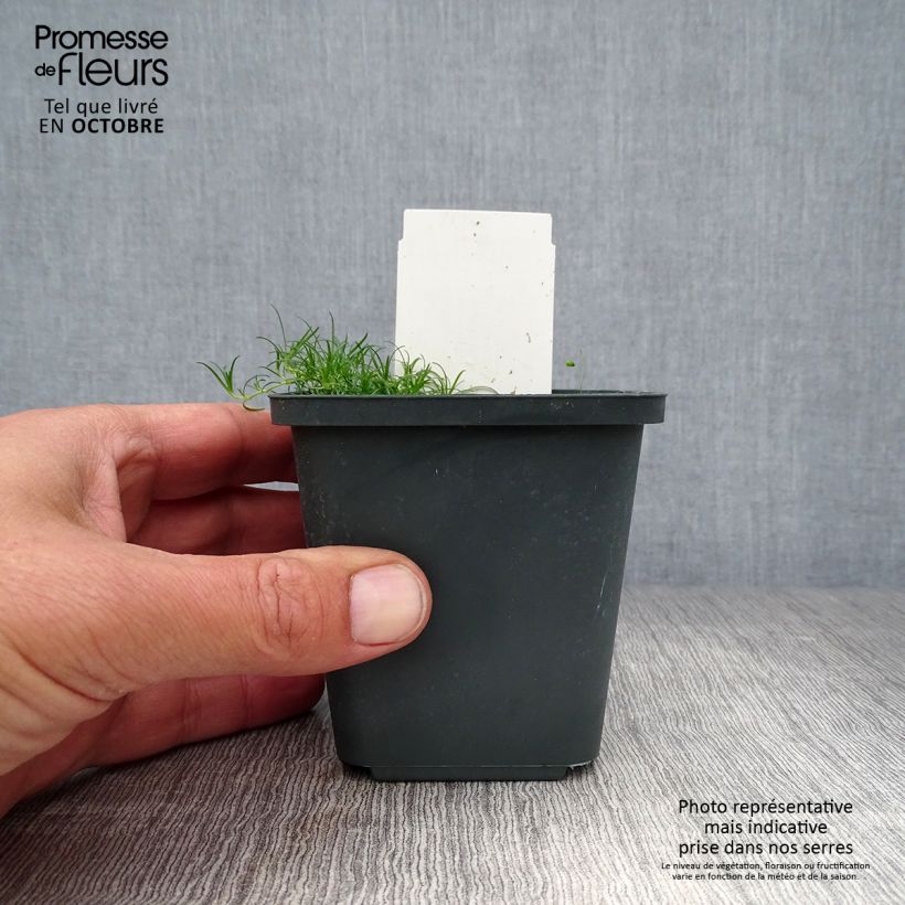 Example of Rispiges Gipskraut Schneeflocke - Gypsophila paniculata Kleine Töpfe von 8/9 cm as you get in automne