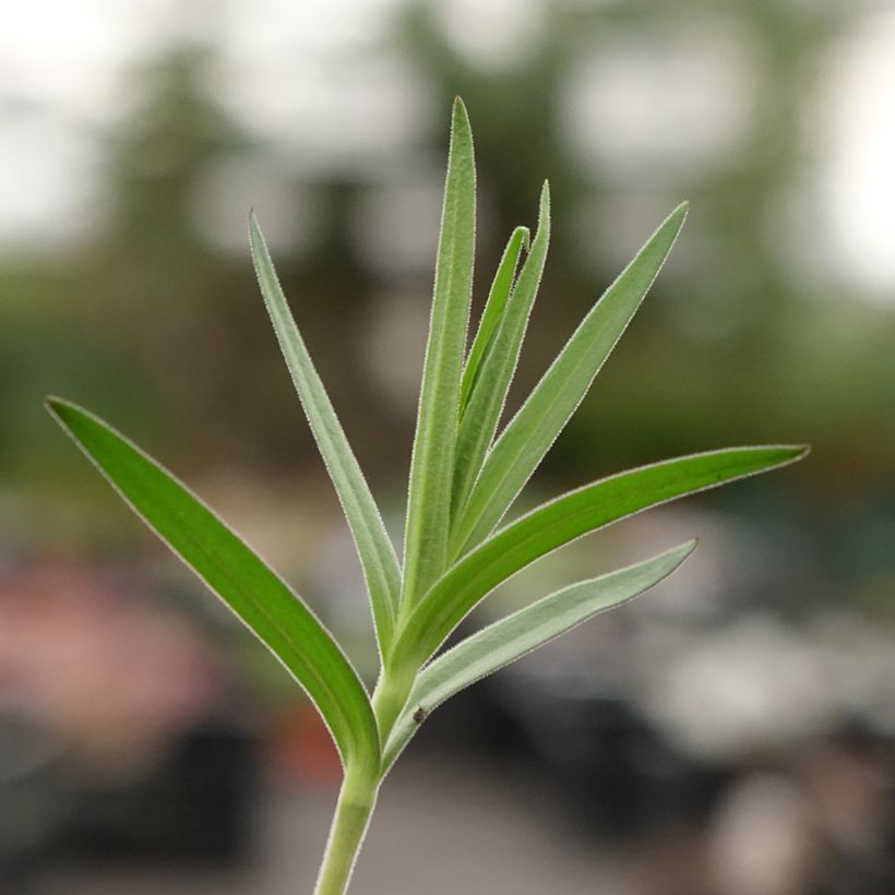 Rispiges Gipskraut Schneeflocke - Gypsophila paniculata (Foliage)