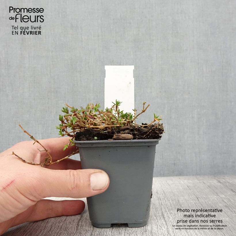 Exemplar von Kriechendes Gipskraut White Angel - Gypsophila repens Kleine Töpfe von 8/9 cm wie im Winter geliefert