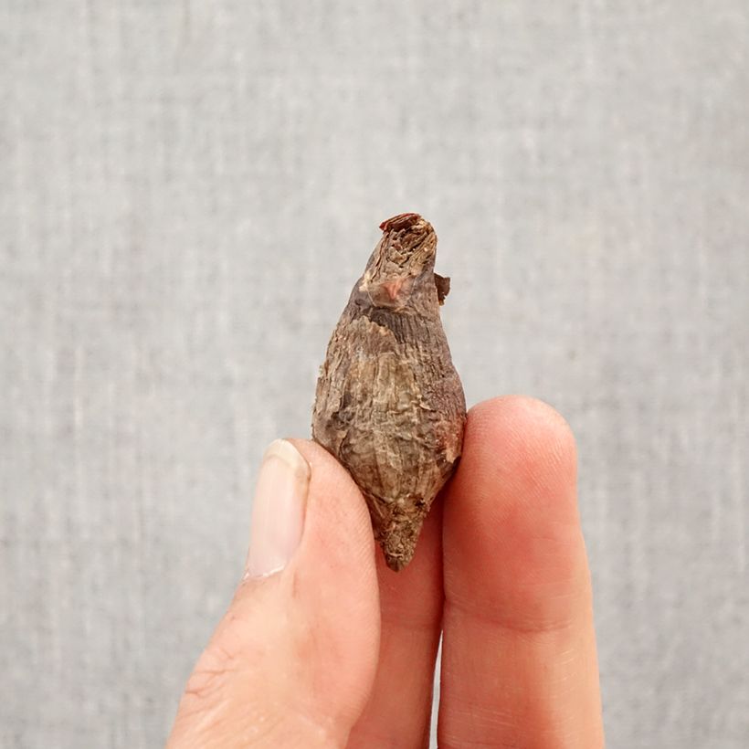Exemplar von Habranthus robustus - Habranthus Zwiebel Kaliber/Größe 6+ wie im Frühjahr geliefert