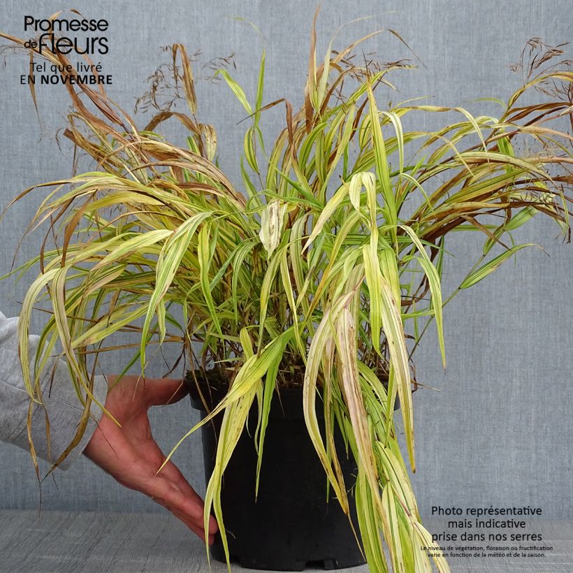 Example of Hakonechloa macra Aureola - Japangras Topf mit 2L/3L as you get in automne