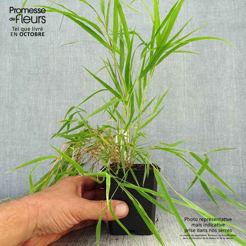 Example of Hakonechloa macra Beni-Kaze - Japangras Kleine Töpfe von 8/9 cm as you get in automne
