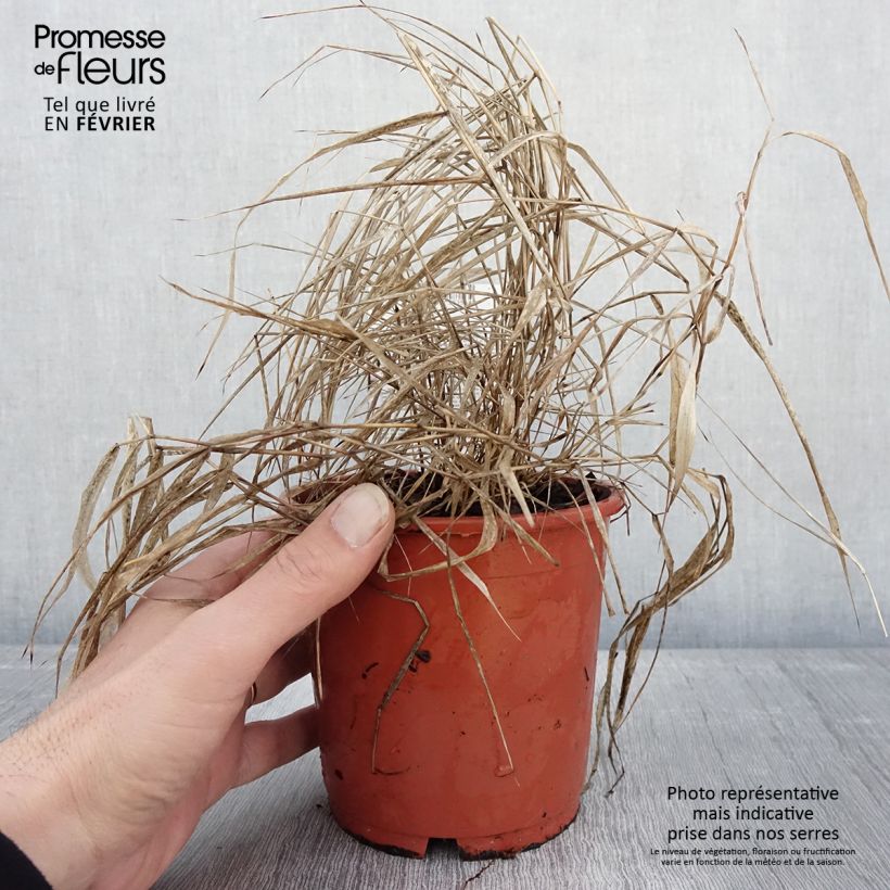Example of Hakonechloa macra Beni-Kaze - Japangras Topf mit 1L/1,5L as you get in hiver