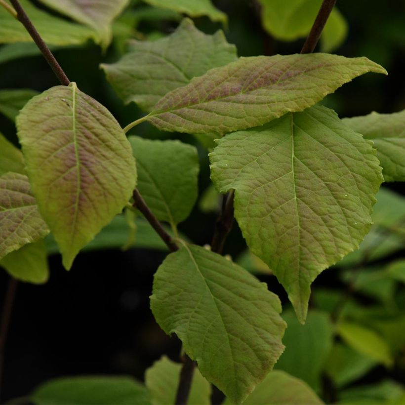 Halesia carolina - Maiglöckchenbaum (Foliage)
