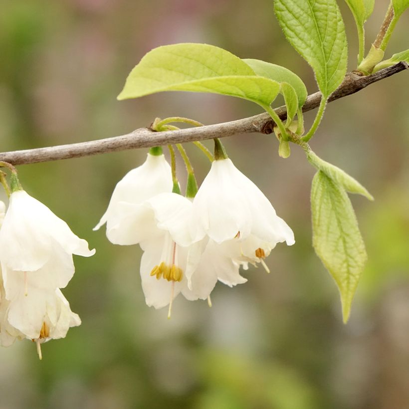 Halesia carolina - Maiglöckchenbaum (Flowering)