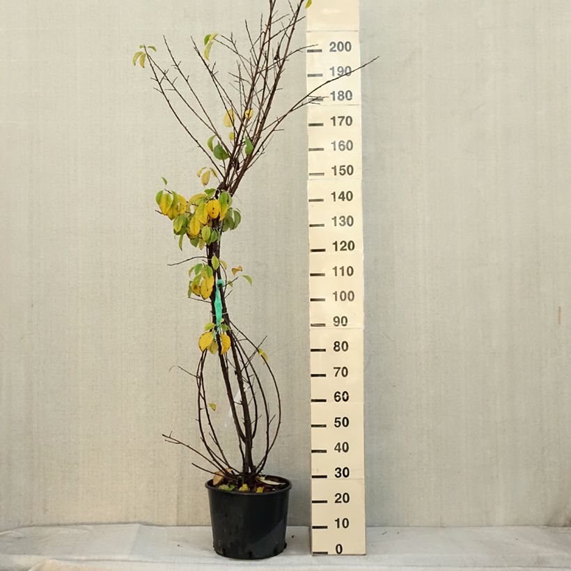 Example of Halesia carolina - Maiglöckchenbaum Topf mit 18L/20L as you get in automne