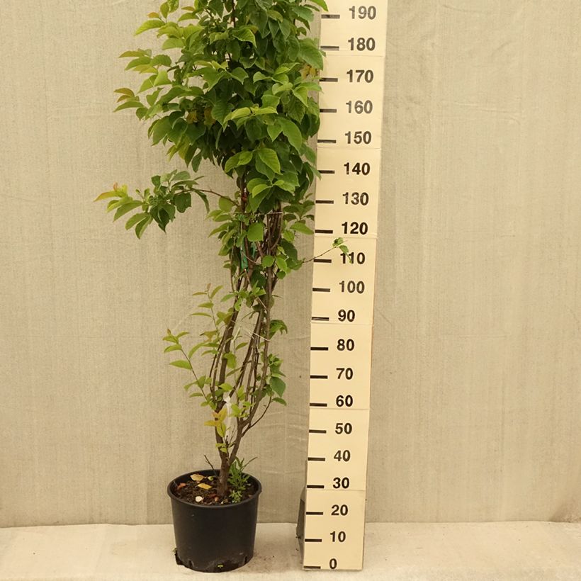 Exemplar von Halesia carolina - Maiglöckchenbaum Topf mit 18L/20L wie im Sommer geliefert