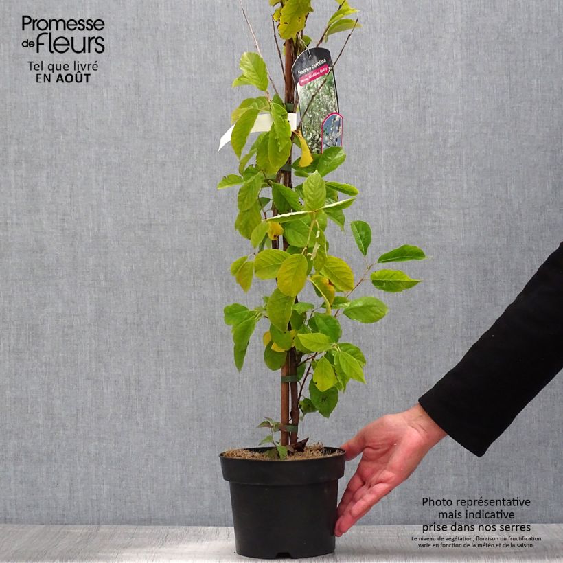 Example of Halesia carolina U.Conn - Maiglöckchenbaum Topf mit 2L/3L as you get in ete