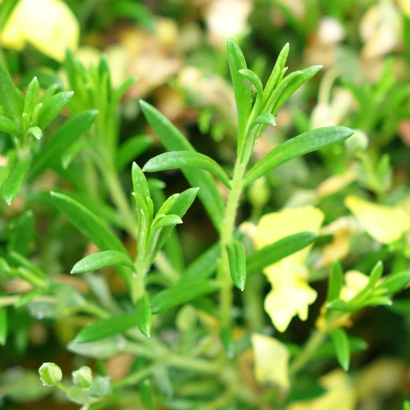 Halimium libanotis April Sun - Steinrose (Laub)