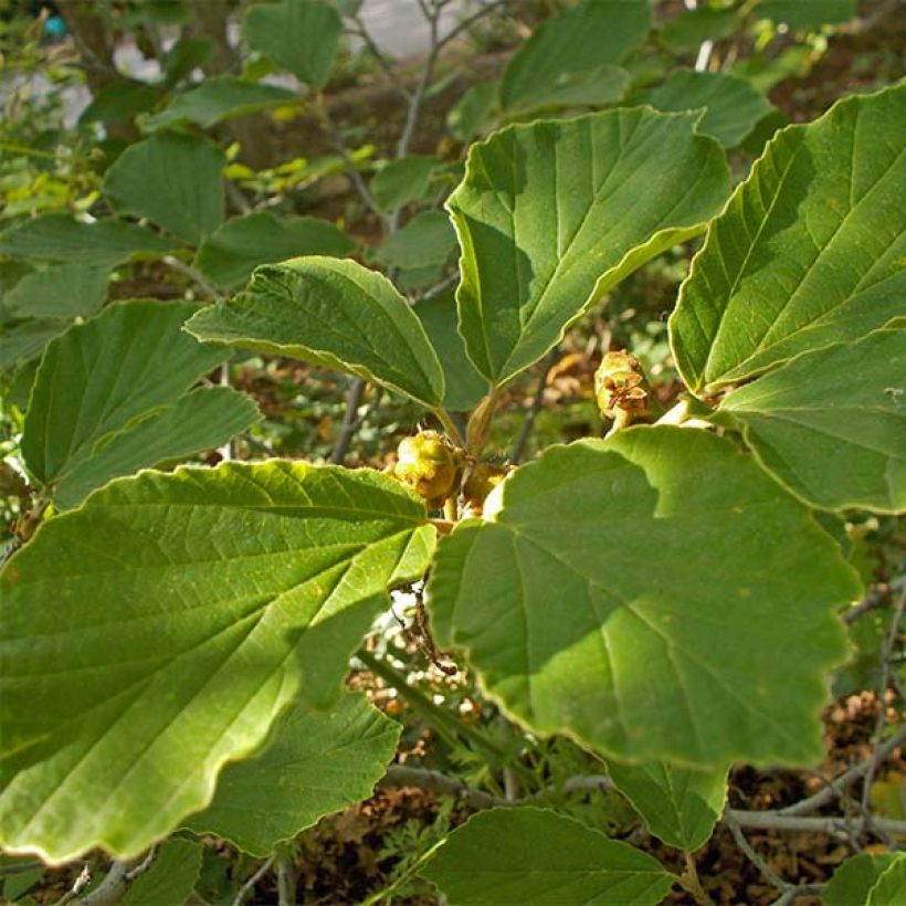 Zaubernuss Arnold Promise - Hamamelis intermedia (Foliage)