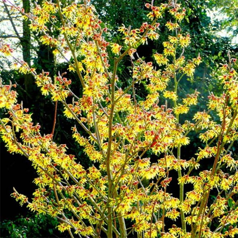 Zaubernuss Arnold Promise - Hamamelis intermedia (Plant habit)