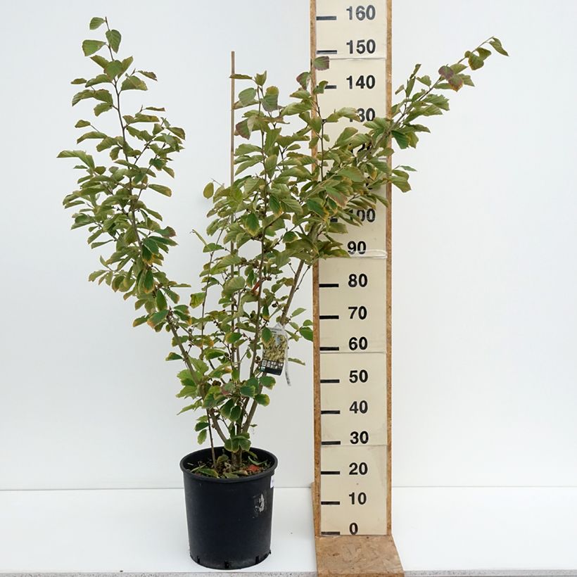 Example of Zaubernuss Arnold Promise - Hamamelis intermedia Topf mit 18L/20L as you get in ete
