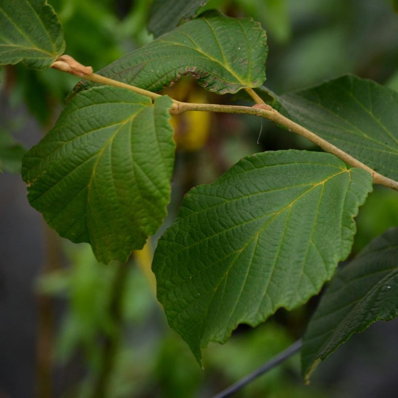 Zaubernuss Diane - Hamamelis intermedia (Foliage)