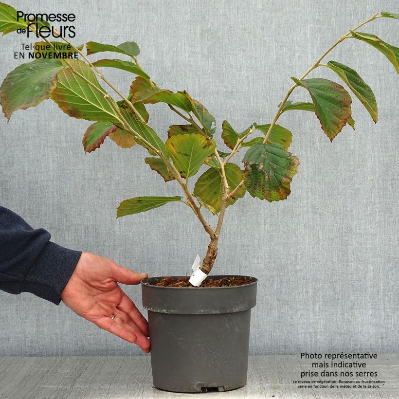 Example of Zaubernuss Diane - Hamamelis intermedia Topf mit 2L/3L as you get in automne