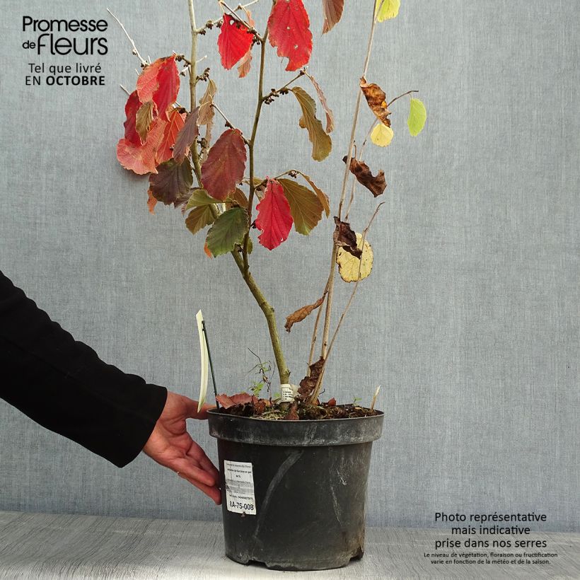 Example of Zaubernuss Diane - Hamamelis intermedia Topf mit 4L/5L as you get in automne