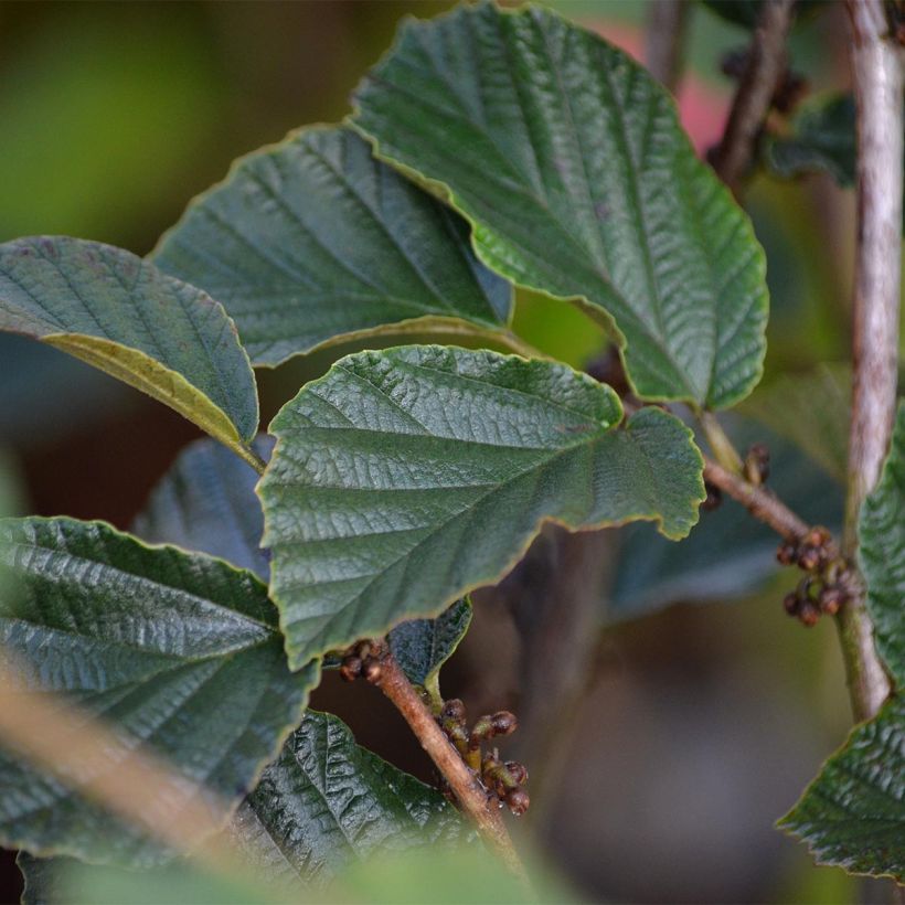 Zaubernuss Ruby Glow - Hamamelis intermedia (Foliage)