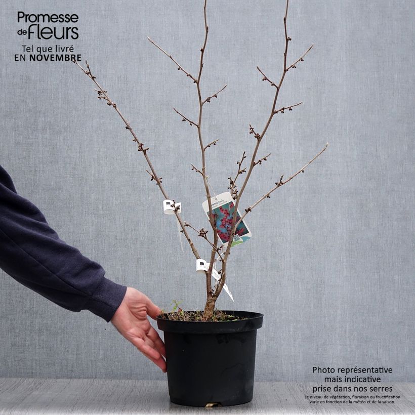 Example of Zaubernuss Ruby Glow - Hamamelis intermedia Topf mit 4L/5L as you get in automne