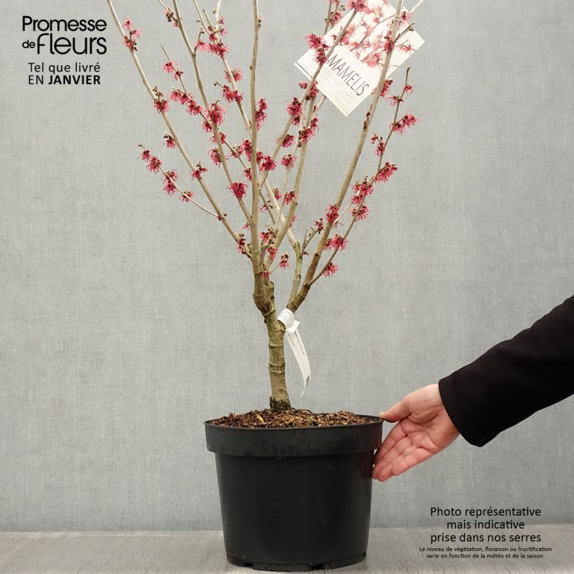 Exemplar von Zaubernuss Ruby Glow - Hamamelis intermedia Topf mit 6L/7L wie im Winter geliefert