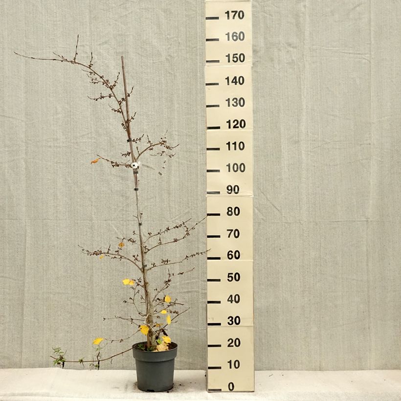 Example of Japanische Zaubernuss Pendula - Hamamelis japonica Topf mit 6L/7L as you get in automne