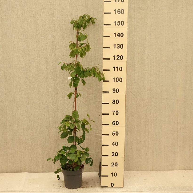 Exemplar von Japanische Zaubernuss Pendula - Hamamelis japonica Topf mit 6L/7L wie im Sommer geliefert