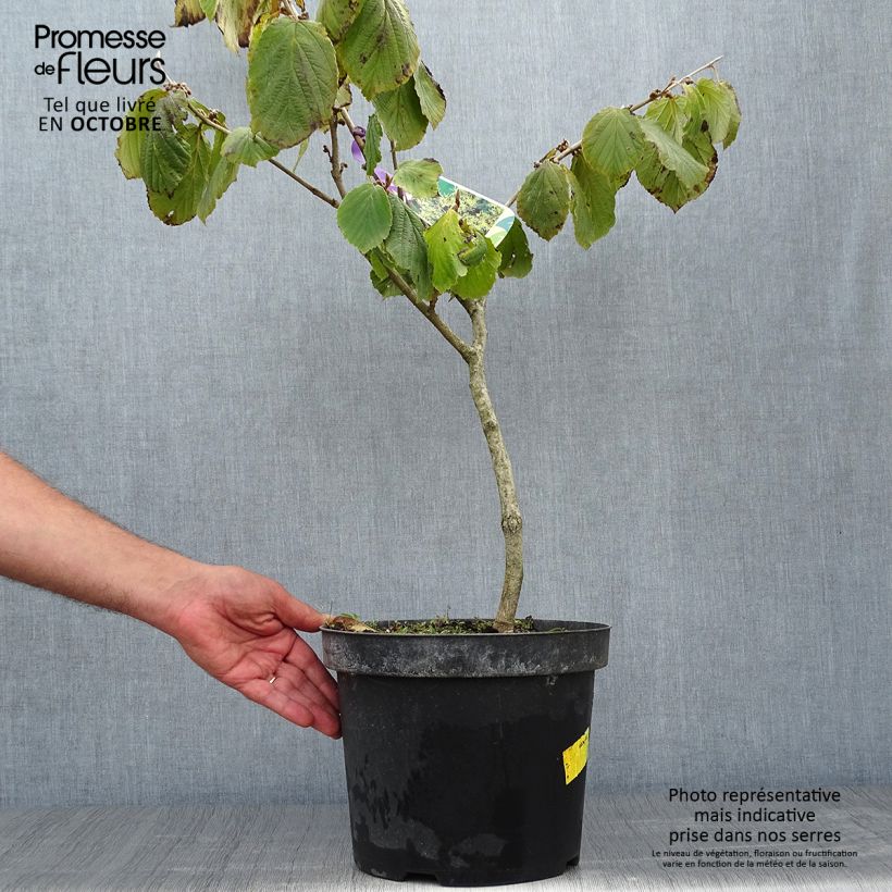 Example of Chinesische Zaubernuss Pallida - Hamamelis mollis Topf mit 4L/5L as you get in automne