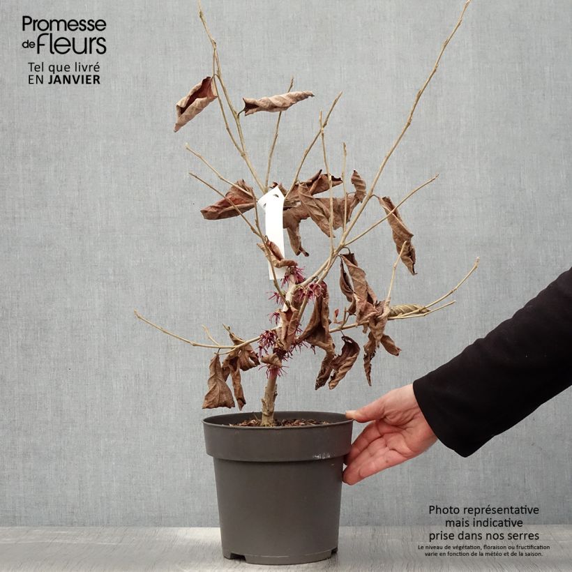 Exemplar von Frühlings-Zaubernuss Washington Park - Hamamelis vernalis Topf mit 4L/5L wie im Winter geliefert