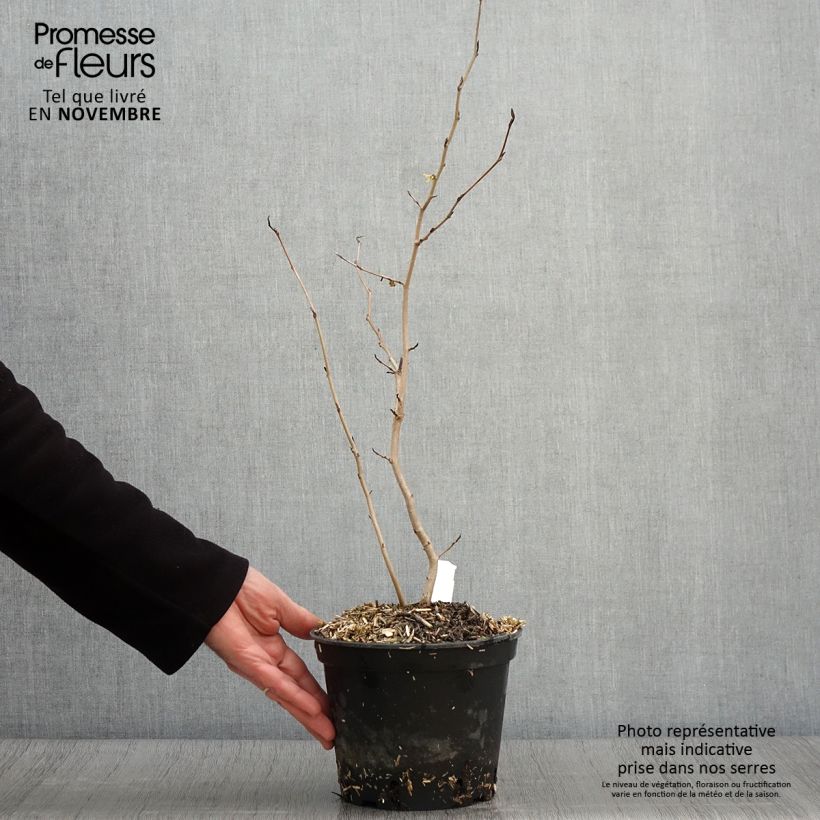 Example of Virginische Zaubernuss - Hamamelis virginiana Topf mit 3L/4L as you get in automne