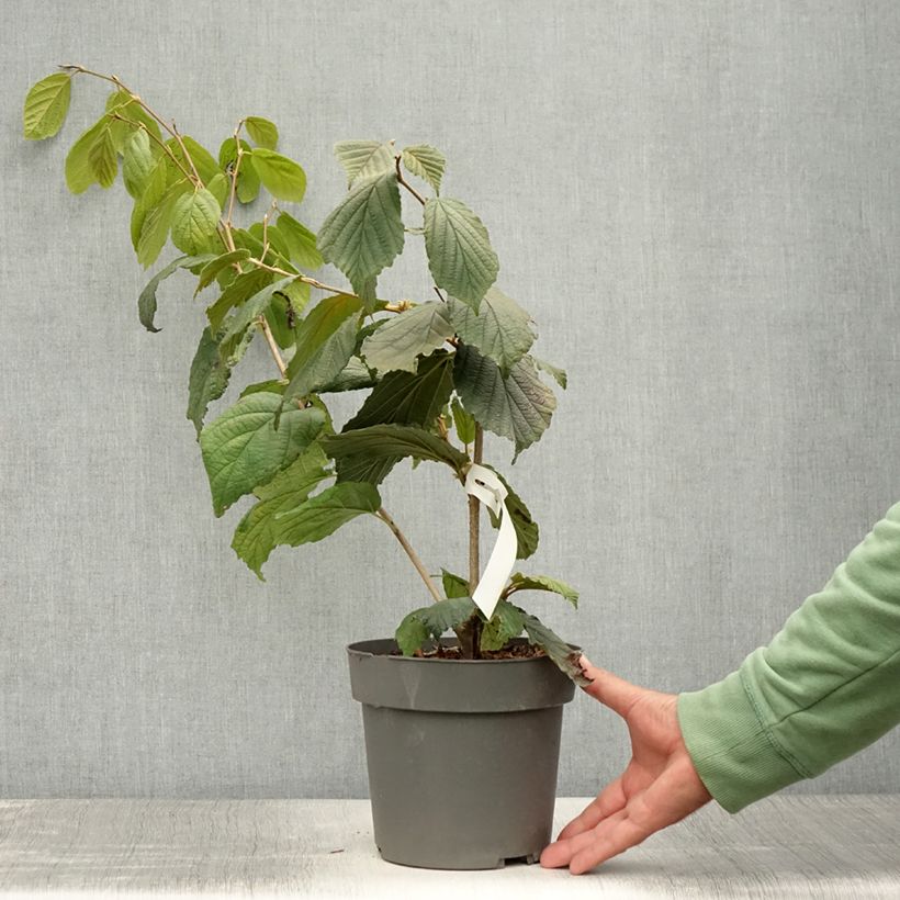 Example of Zaubernuss Aphrodite - Hamamelis intermedia Topf mit 3L/4L as you get in ete