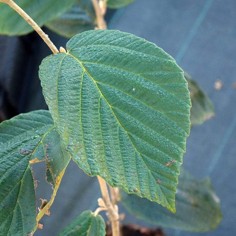Zaubernuss Barmstedt Gold - Hamamelis intermedia (Foliage)